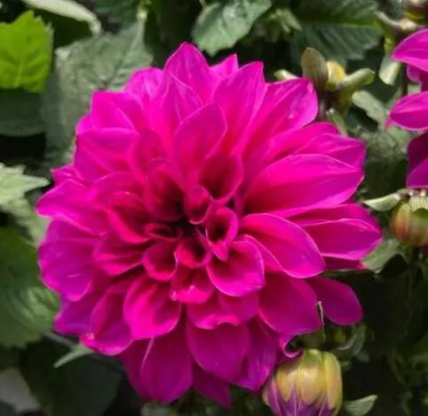 CHÉRIE™ Purple