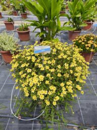 Yellow Splash™ Imp.