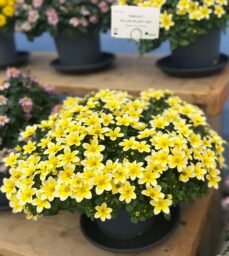 Yellow Splash™ Imp.