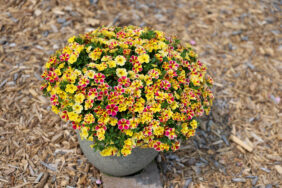 LIA™ Abstract Lemon Cherry