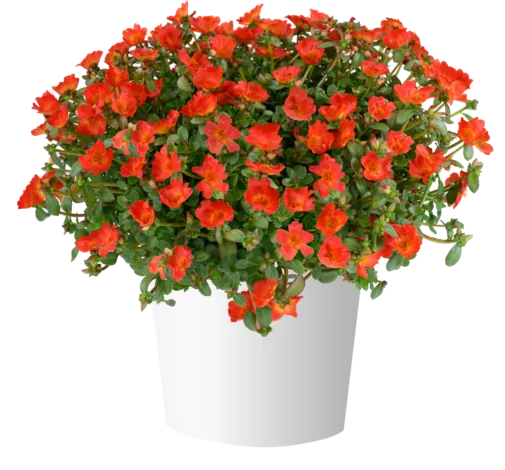 PAZZAZ NANO™ Deep Orange
