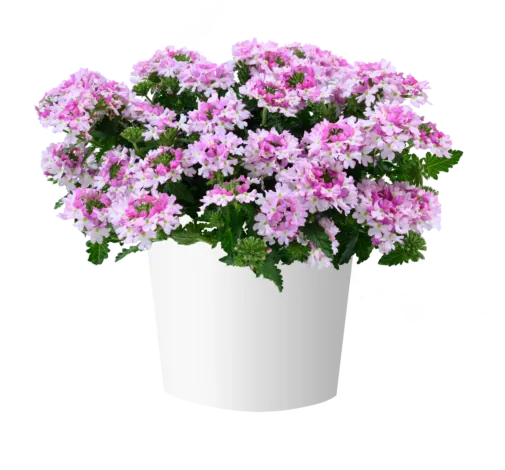 VANESSA™ Bicolor Light Pink