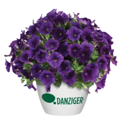 Capella™ Indigo Imp