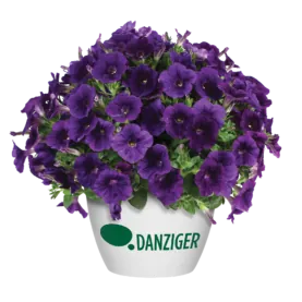 Capella™ Indigo Imp