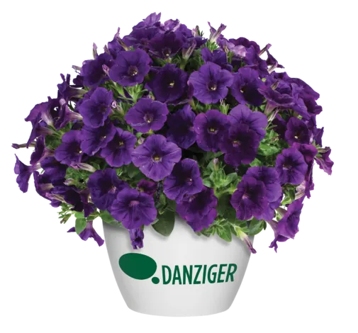 Capella™ Indigo Imp