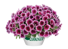 Capella™ Fuchsia Lace