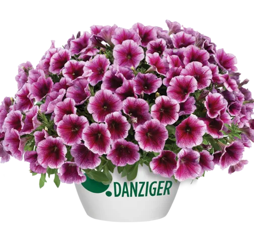 Capella™ Fuchsia Lace