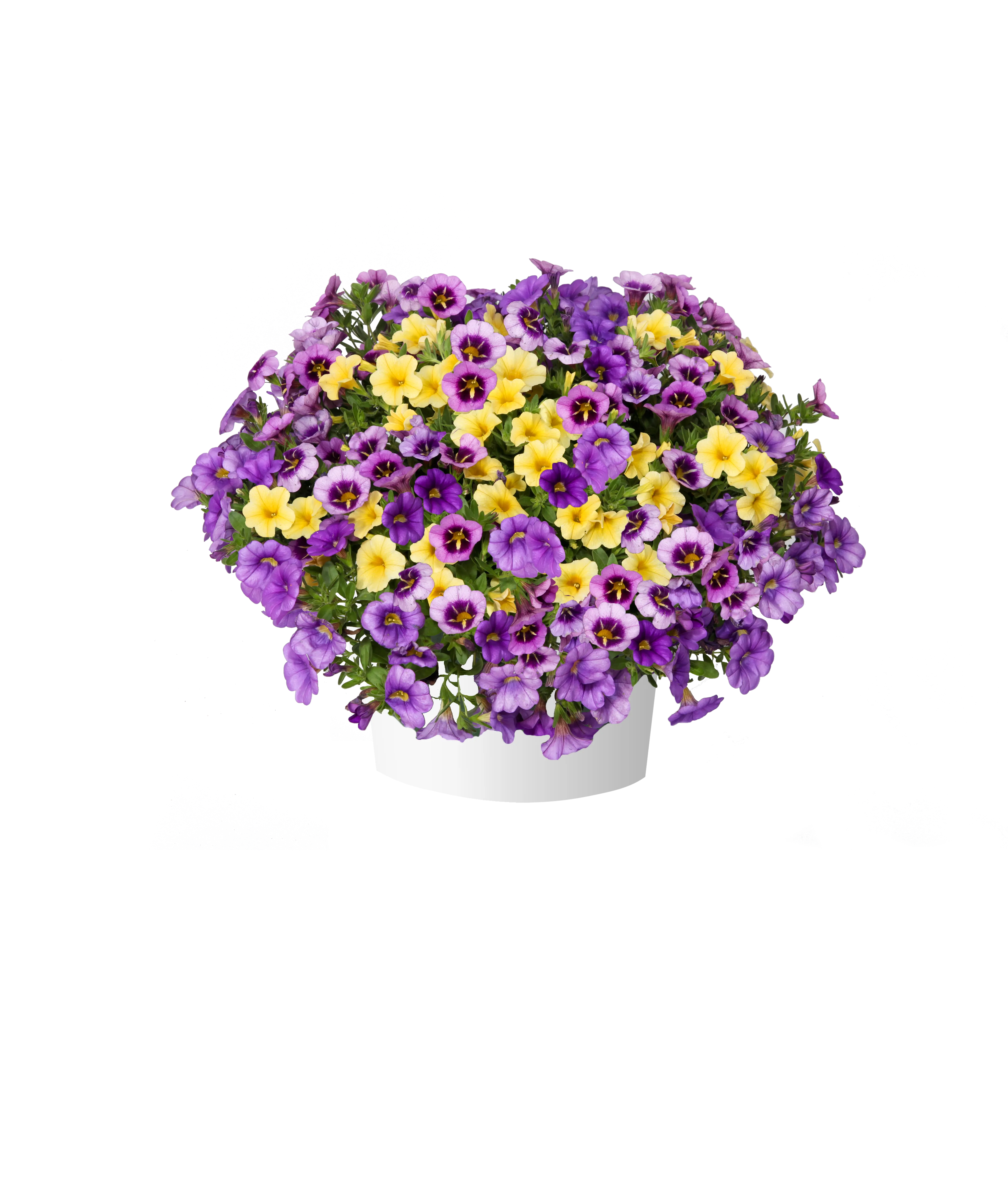 Grape Lemonade™ - Danziger