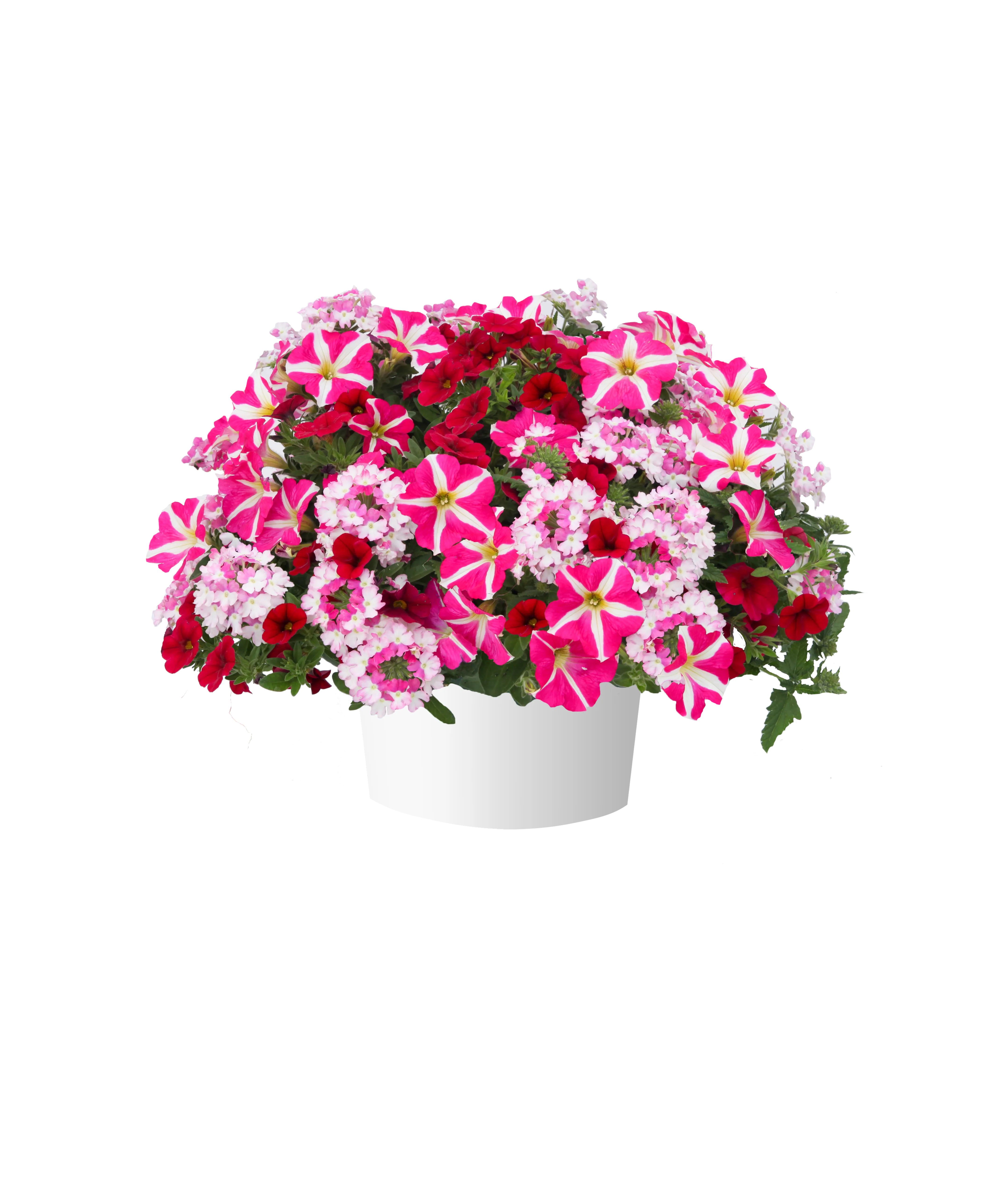 ビクトリア・フランシス　Arlene's Heart Favole1・2 My Funny Valentine™ - Danziger