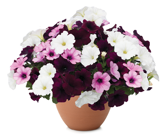 Wonderful Tonight™