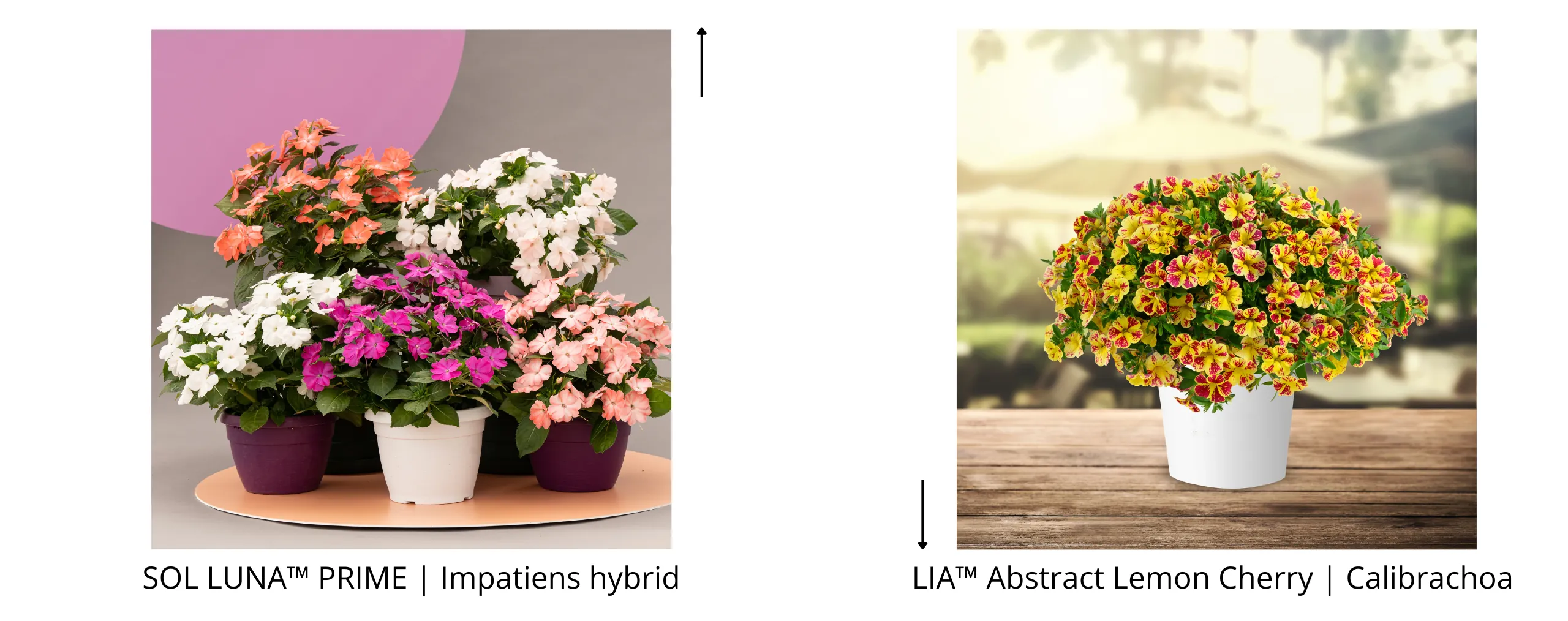 SOL LUNA PRIME Hybrid Impatiens LIA Abstract Lemon Cherry Calibrachoa 