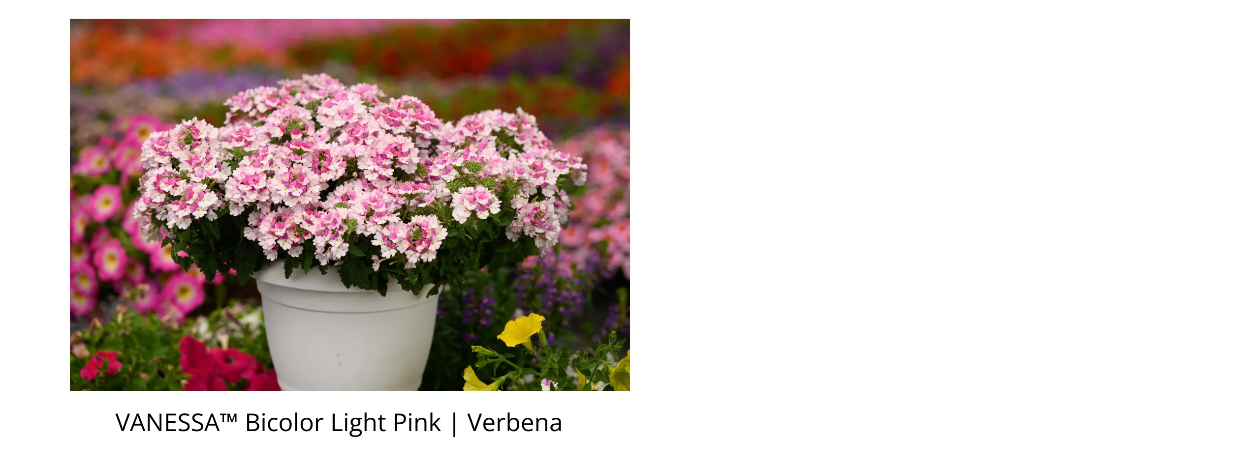 VANESSA Bicolor Light Pink Verbena