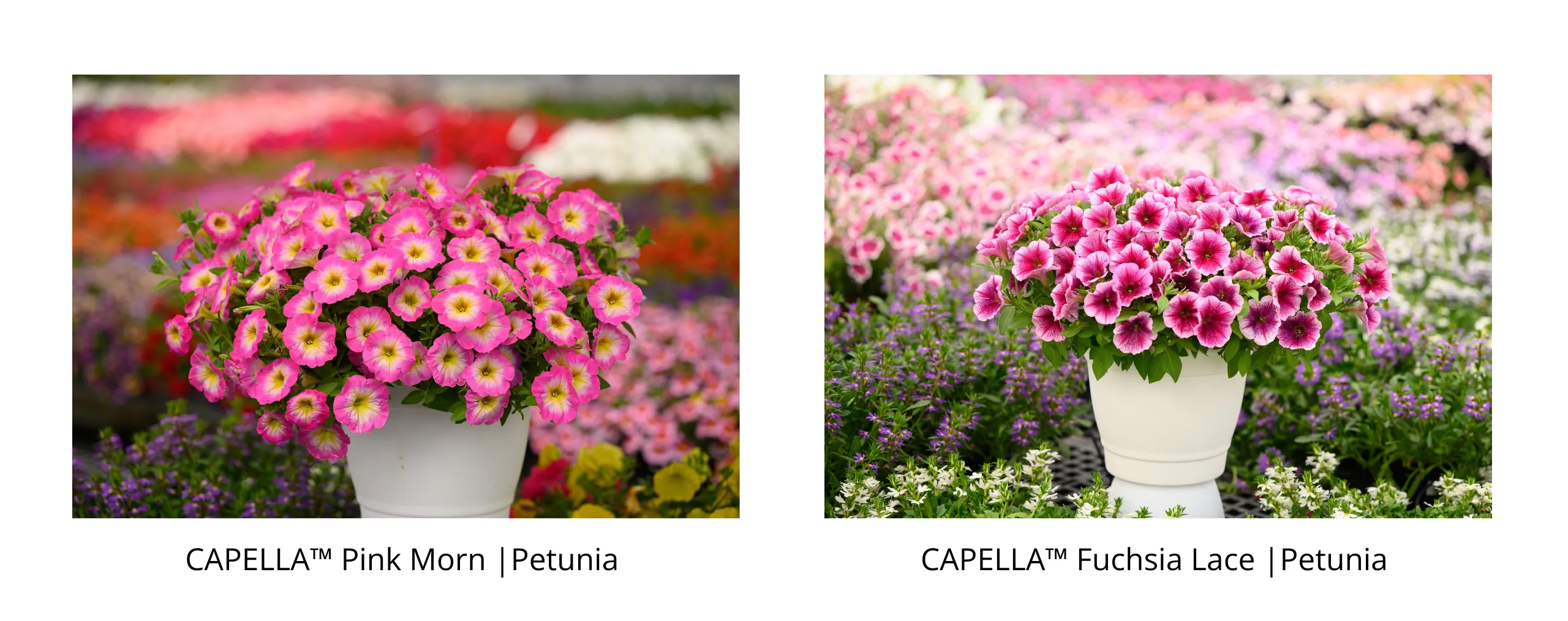 CAPELLA Pink Morn and CAPELLA Fuchsia Lace Petunias