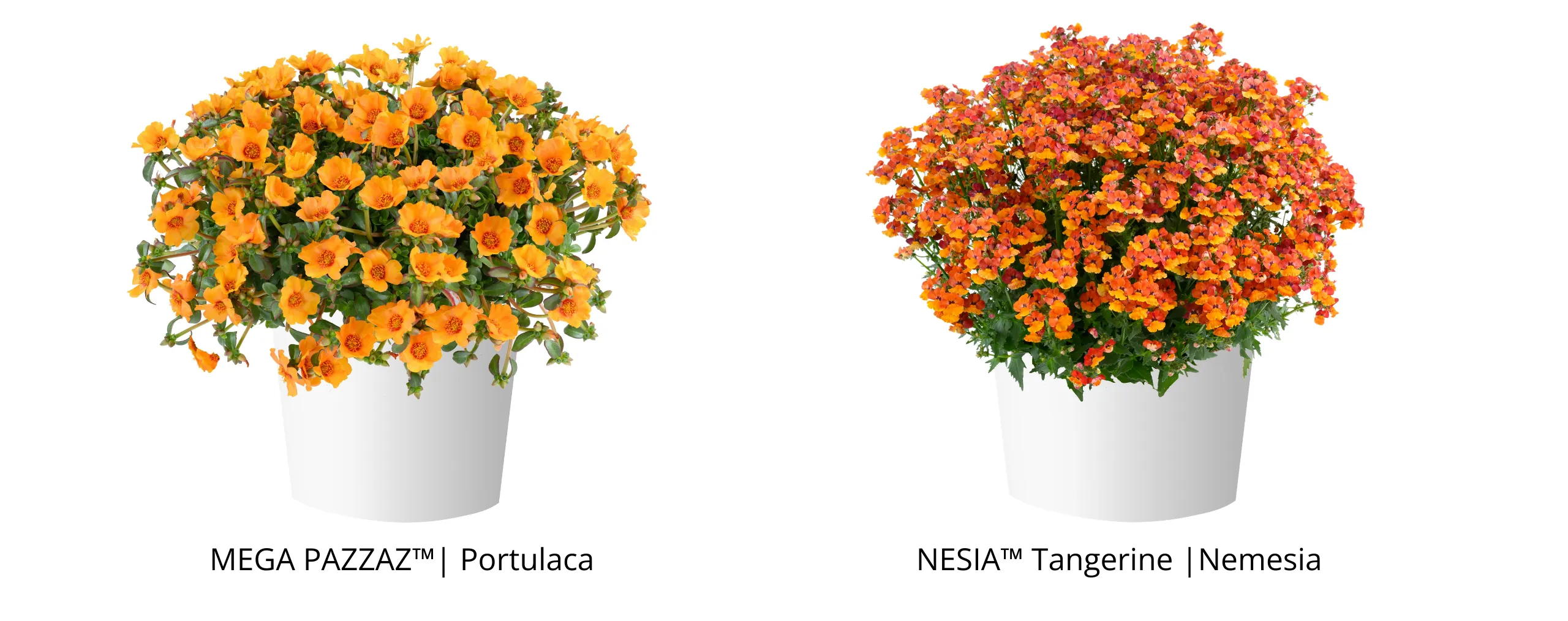 MEGA PAZZAZ Portulaca 