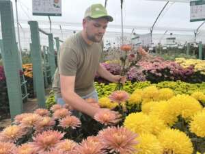 Almendra™ Chrysanthemum