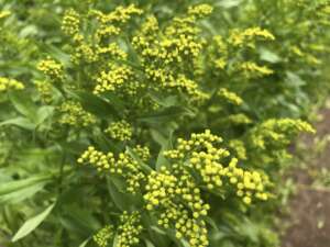 Golden Glory™ Solidago