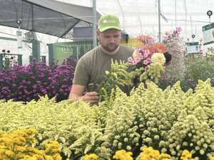 Glory® series Solidago