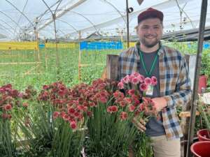 Scoop® series, Scabiosa
