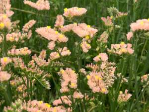 Sinuet™ Honey Apricot, Limonium