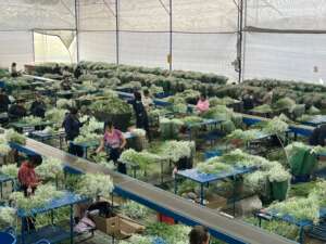 Post harvest of Xlence®- El Pandero farm