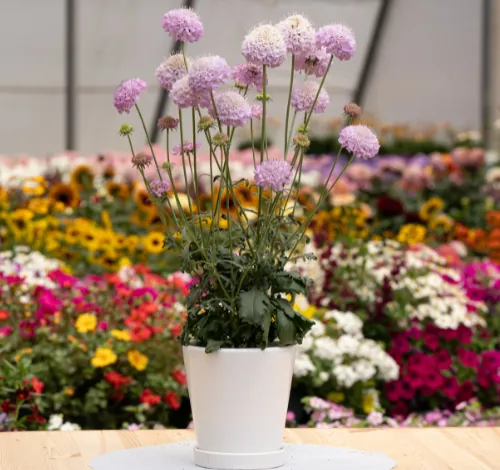 FOCAL SCOOP™ LILAC (GTV)
