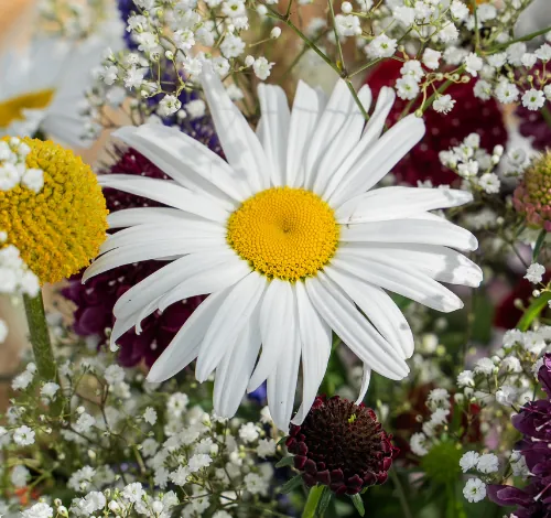 Festival® White