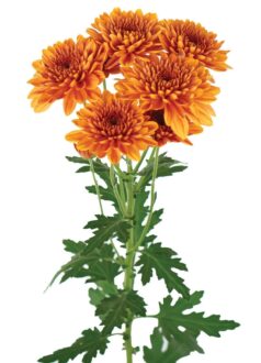 ALMENDRA™ Orange