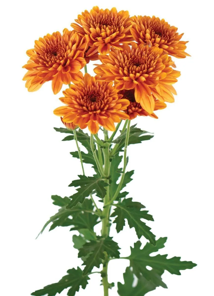 ALMENDRA™ Orange
