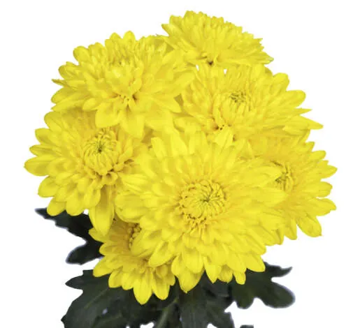 ALMENDRA YELLOW
