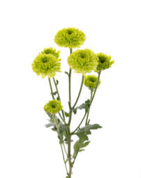 Greenpop