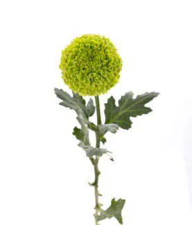 Greenpop