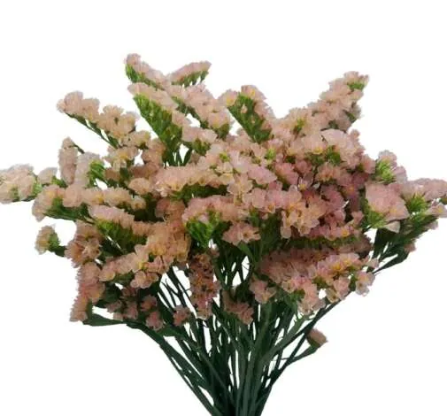 Sinuet Keta