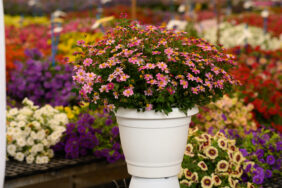 TIMELESS™ COLLECTION Pretty in Pink Imp.