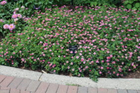 TIMELESS™ COLLECTION Pretty in Pink Imp.