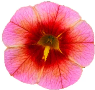 EYECONIC™ Peach