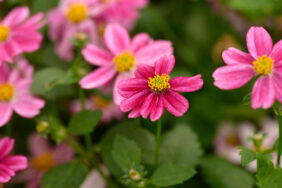 TIMELESS™ COLLECTION Pretty in Pink Imp.