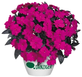 Harmony® Violet