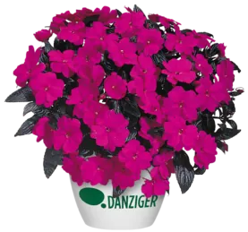 Harmony® Violet