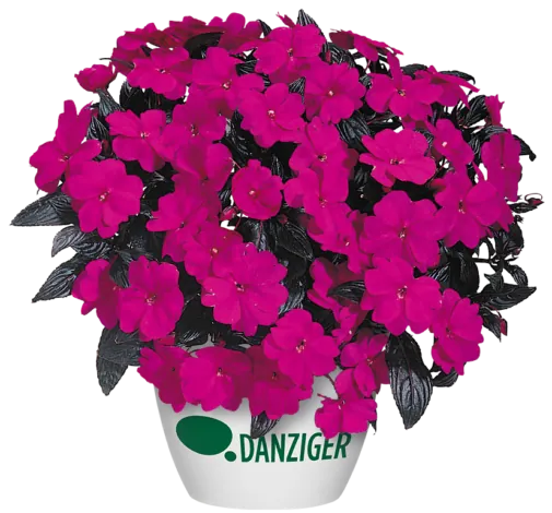 Harmony® Violet