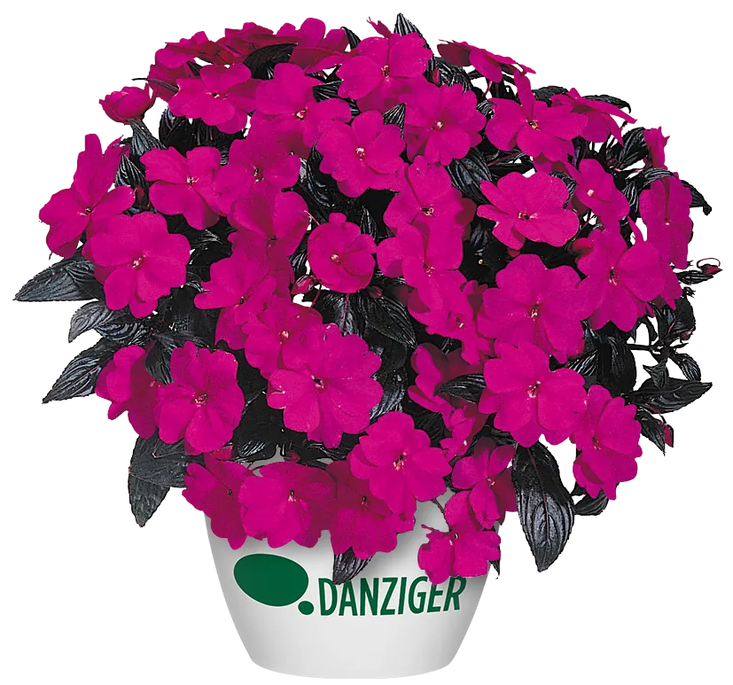 Harmony® Violet