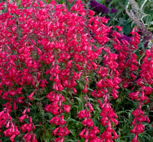 HARLEQUIN™ Red Imp.