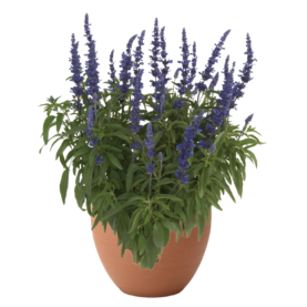 Salvia-Sallyfun-Blue