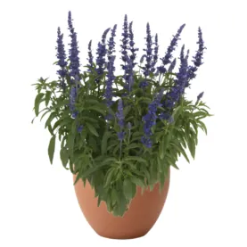 Salvia-Sallyfun-Blue
