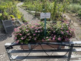 TIMELESS™ COLLECTION Pretty in Pink Imp.