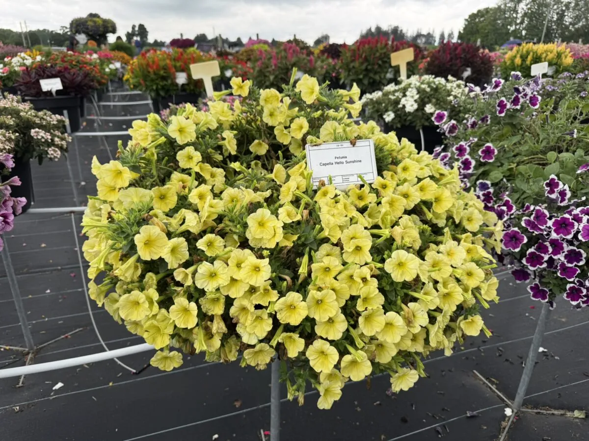 Capella™ Hello Sunshine