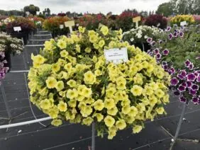 Capella™ Hello Sunshine