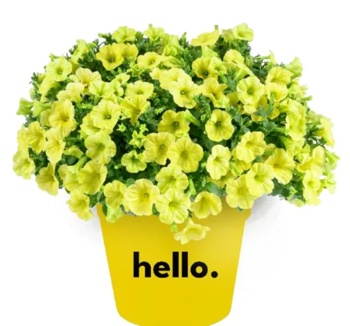 Capella™ Hello Sunshine