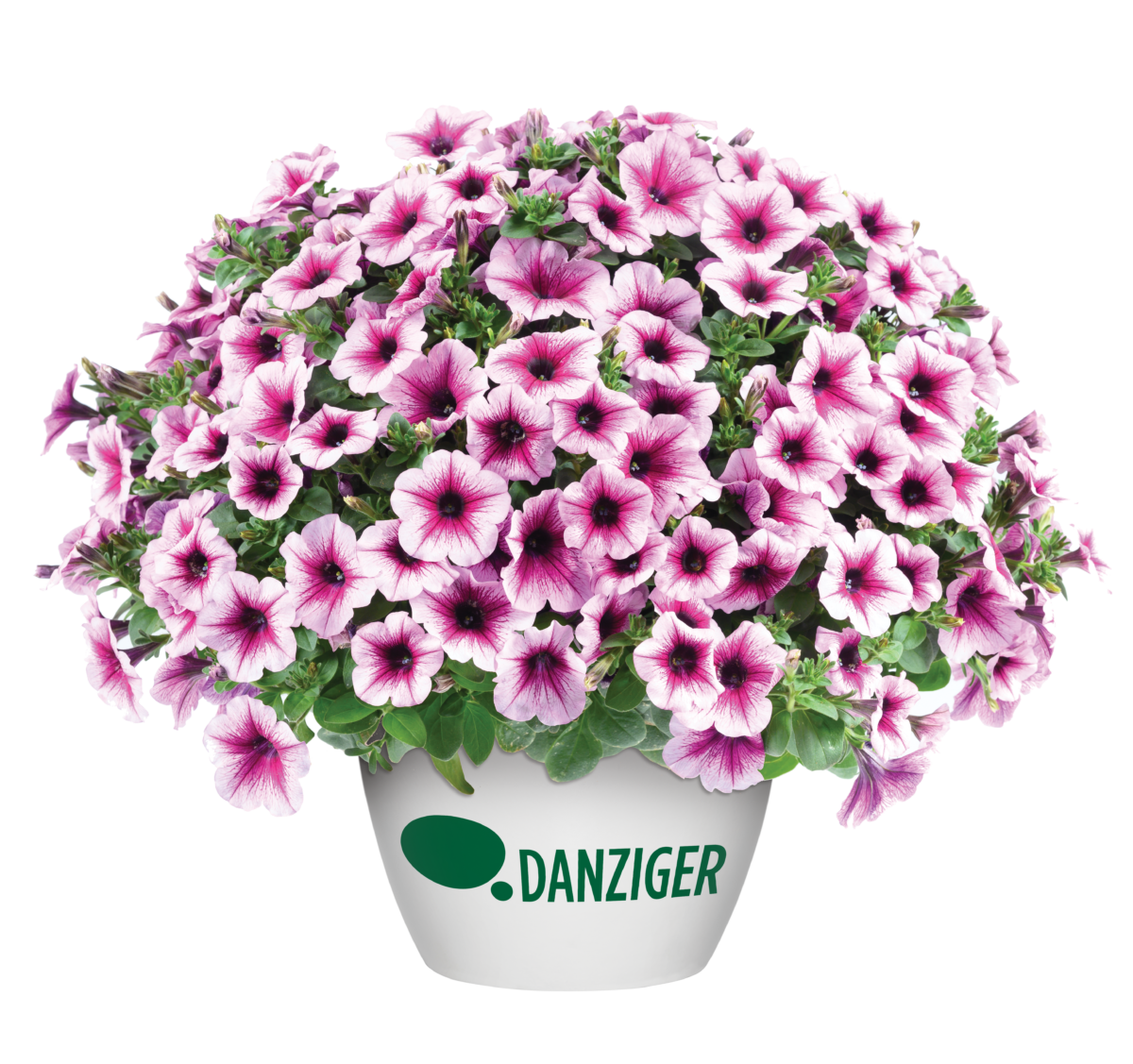 CAPELLA™ Berry Lace - Danziger