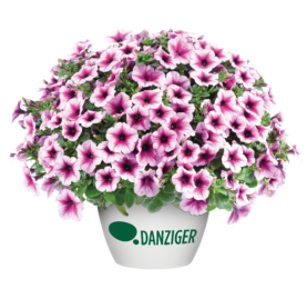 Capella™ Pink Lace - Danziger