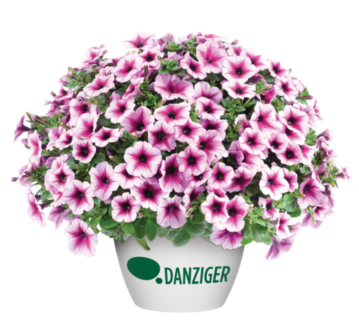 CAPELLA™ Berry Lace - Danziger